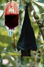 Zvieratá