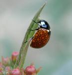 Zvieratá
