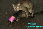 Zvieratá